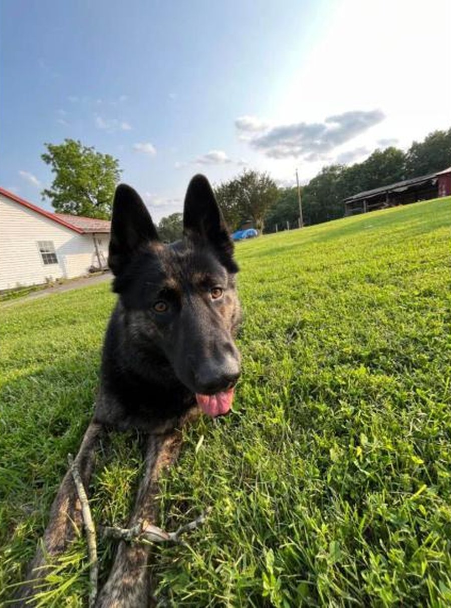 Grey, the family's German Shepherd, on the farm